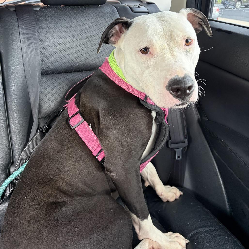 Enlarge Mathilda, a Adoptable Pit Bull Terrier in Delaware, OH image 6/6