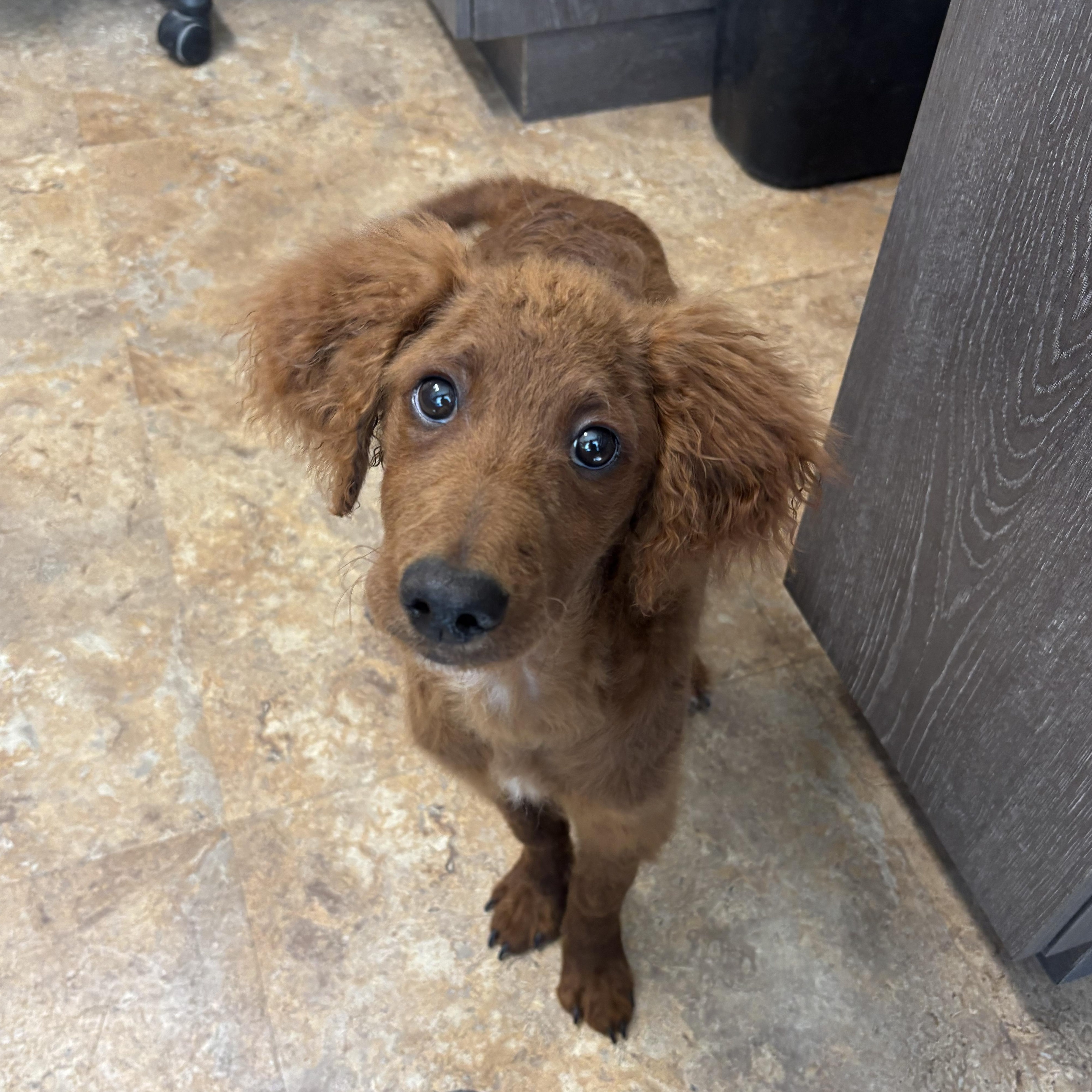 Red, ADOPTABLE, Puppy Male Poodle.