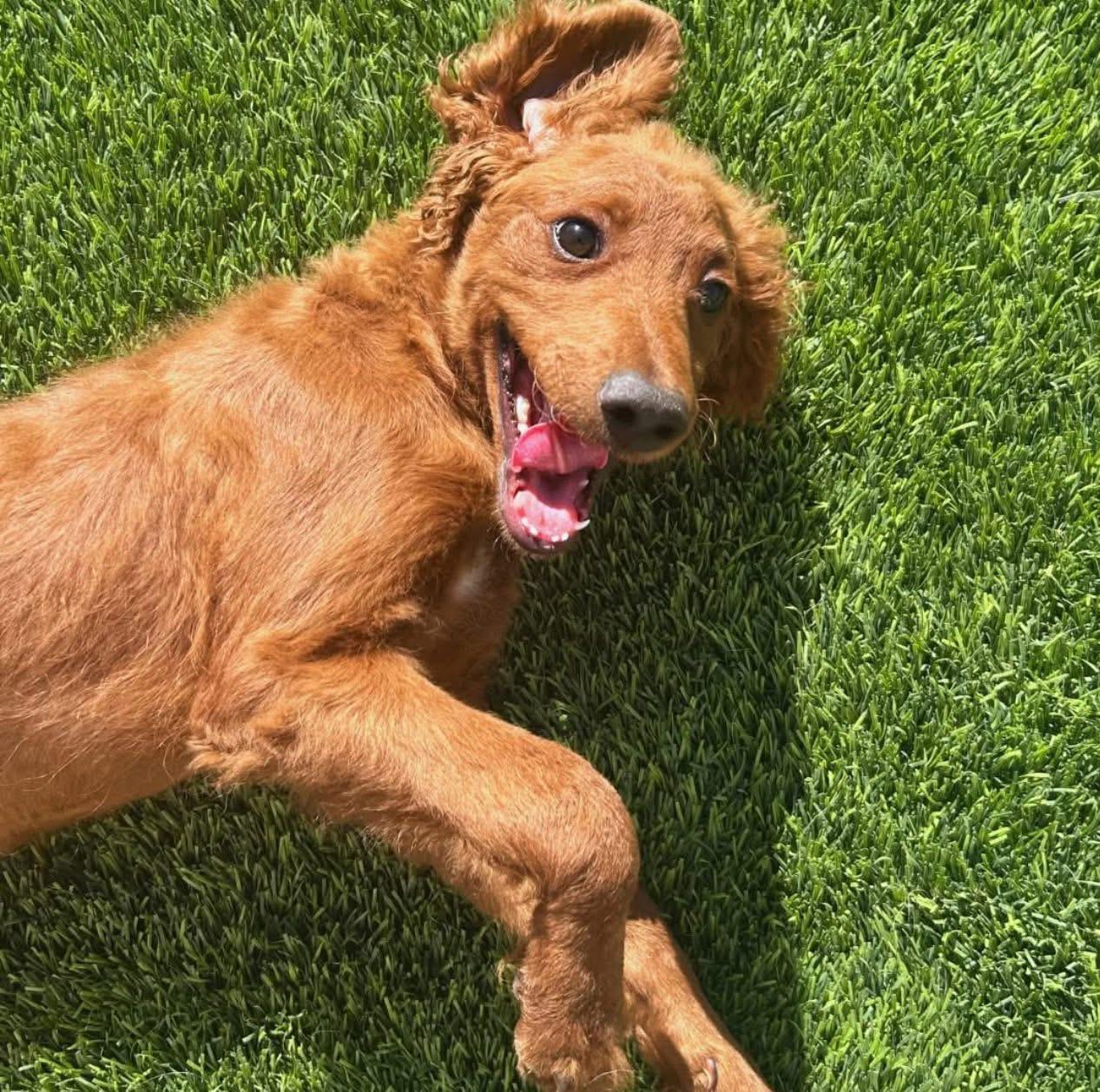 Red, a ADOPTABLE mixed breed in Washington, UT image 2/4