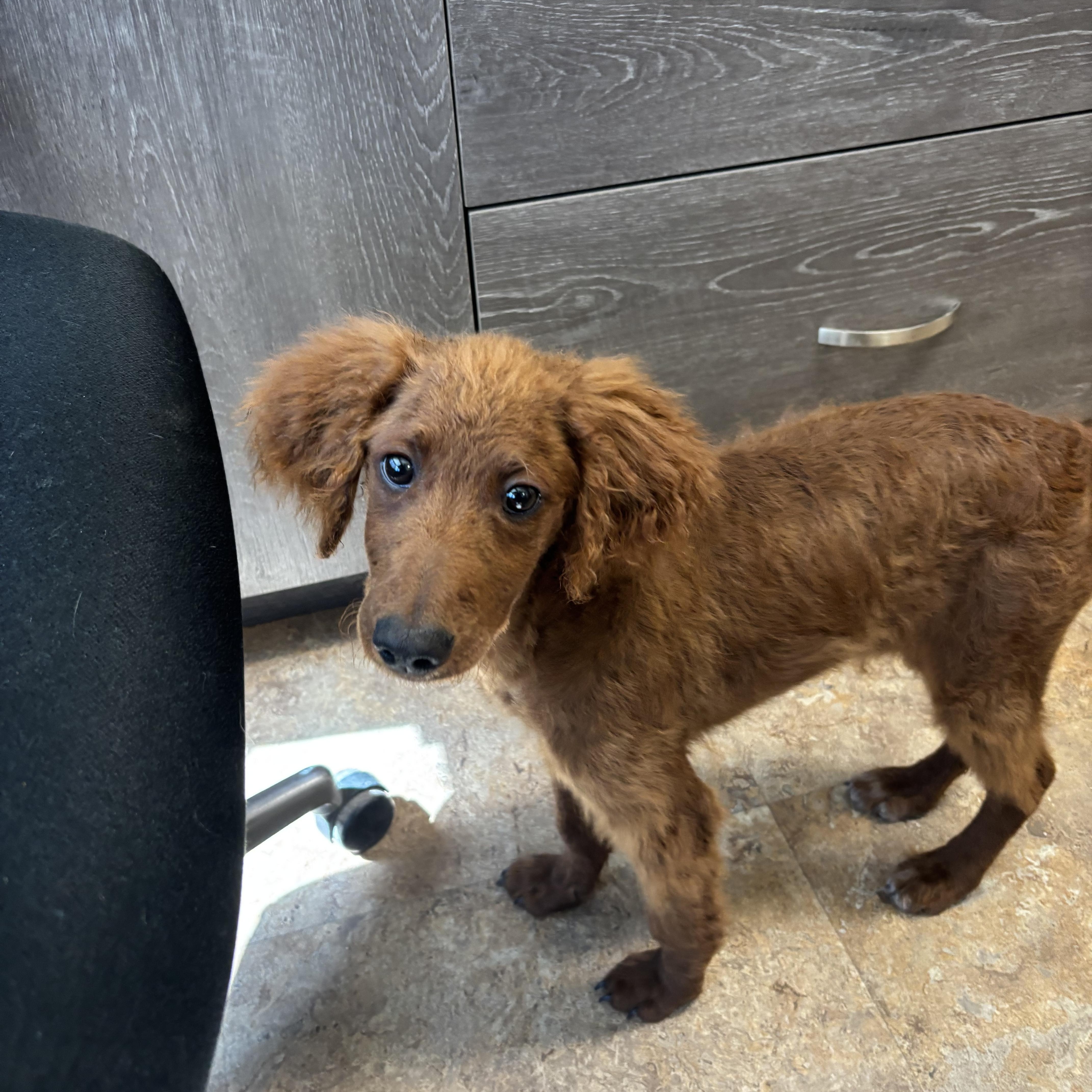 Red, a ADOPTABLE mixed breed in Washington, UT image 4/4