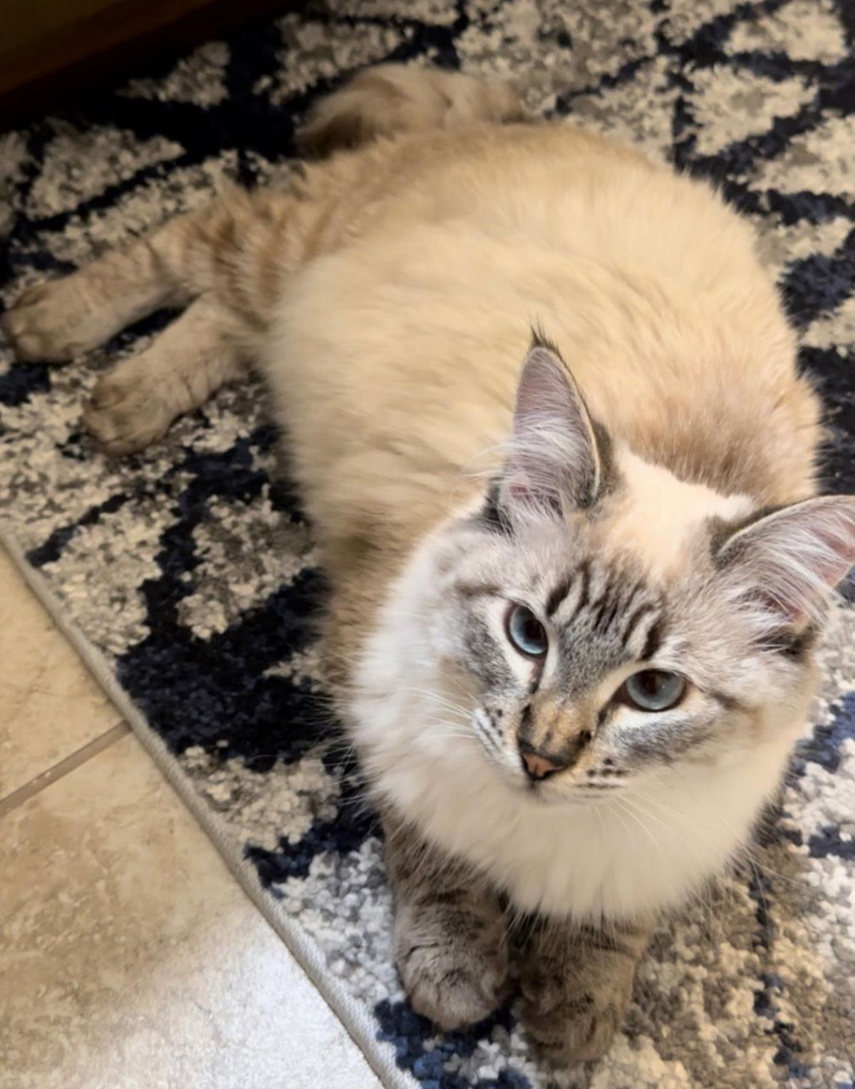 Kai Sa, Adoptable, Adult Female Siamese & Domestic Short Hair.