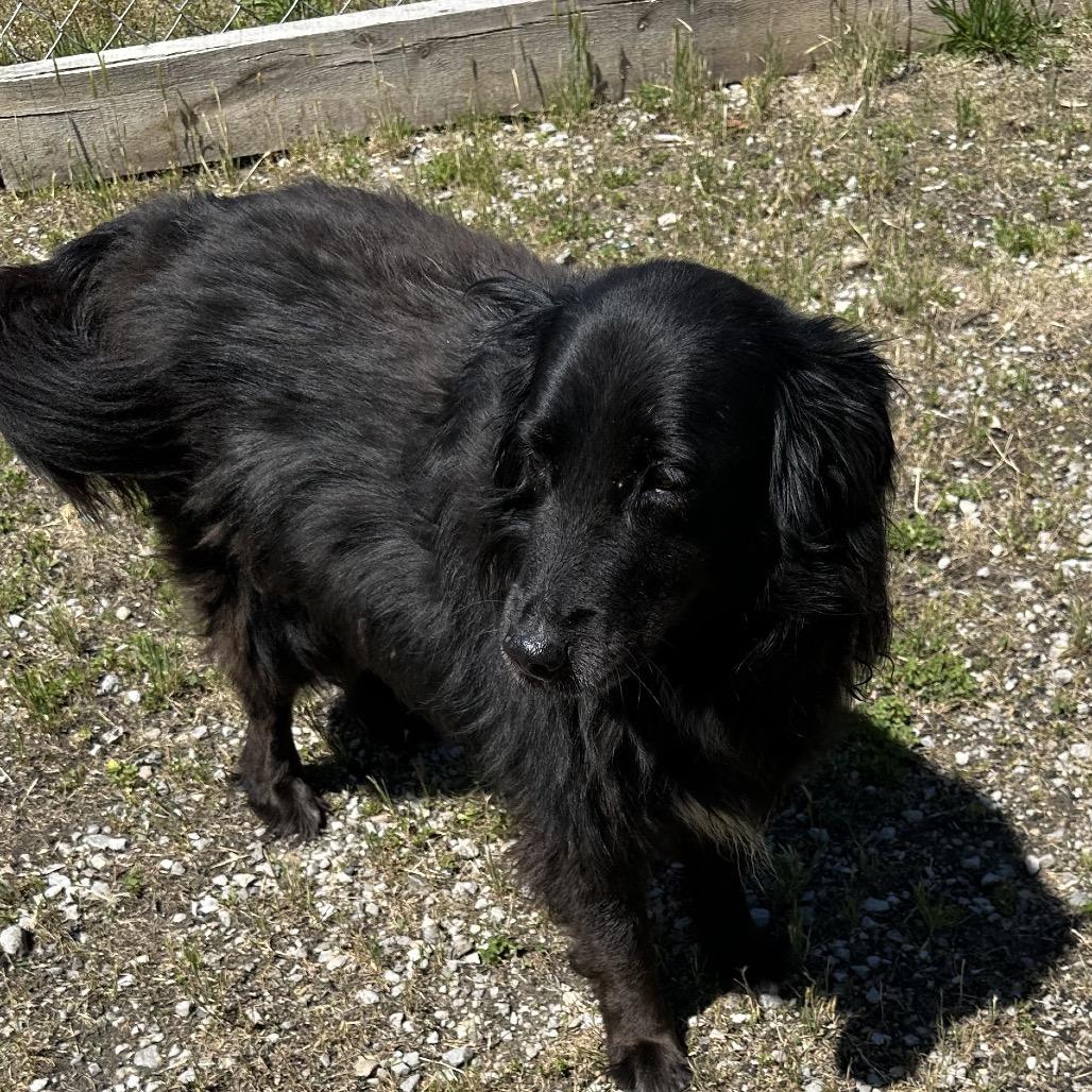 Squeak, Adoptable, Adult Female Mixed Breed.