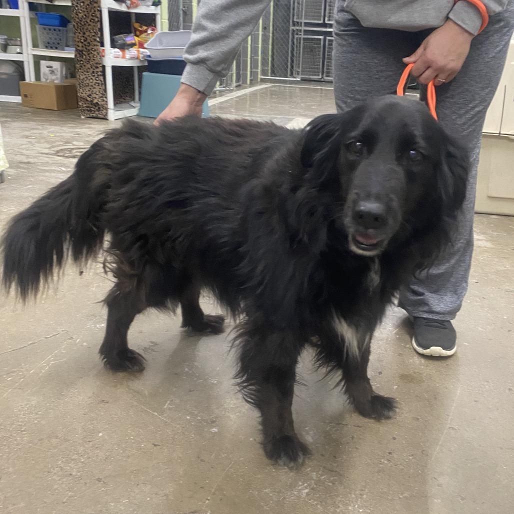 Enlarge Squeak, a Adoptable Mixed Breed in Corbin, KY image 2/6