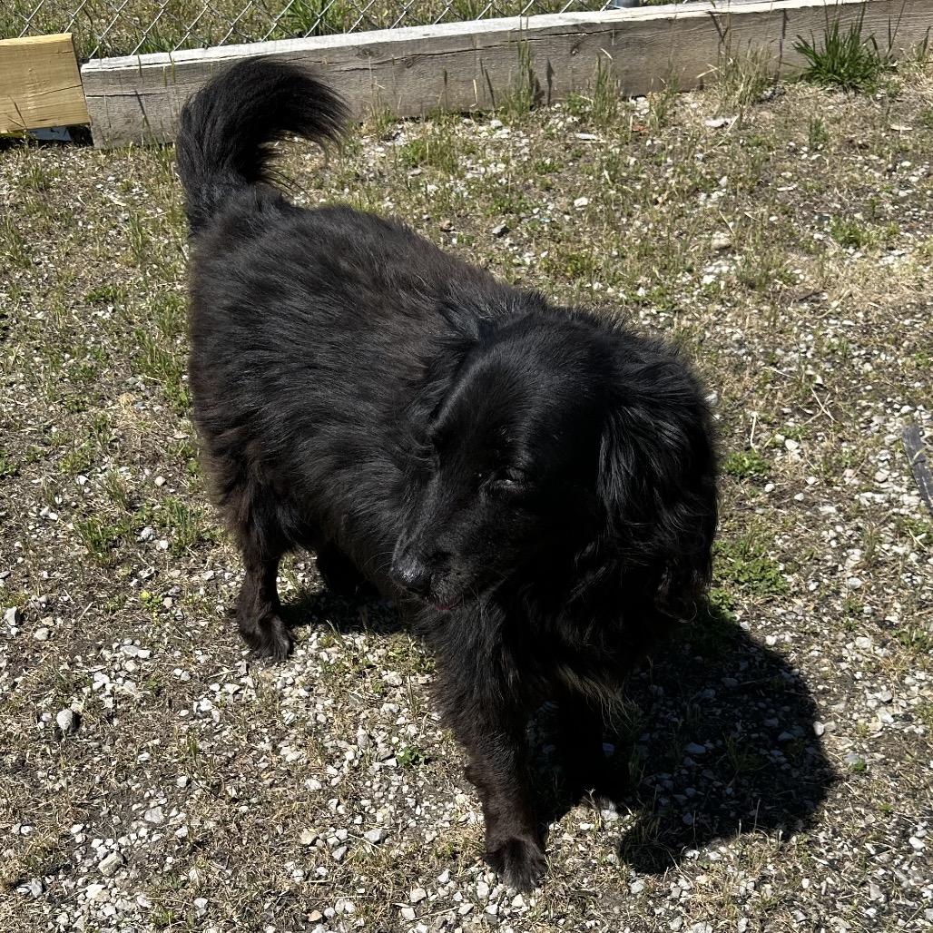 Enlarge Squeak, a Adoptable Mixed Breed in Corbin, KY image 3/6
