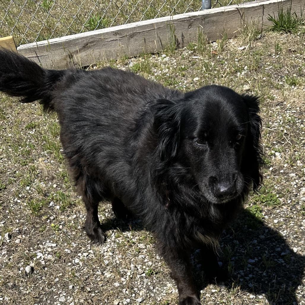 Enlarge Squeak, a Adoptable Mixed Breed in Corbin, KY image 4/6
