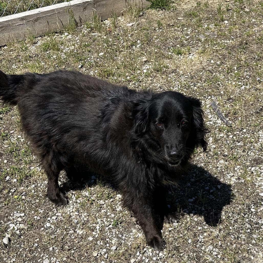 Enlarge Squeak, a Adoptable Mixed Breed in Corbin, KY image 5/6