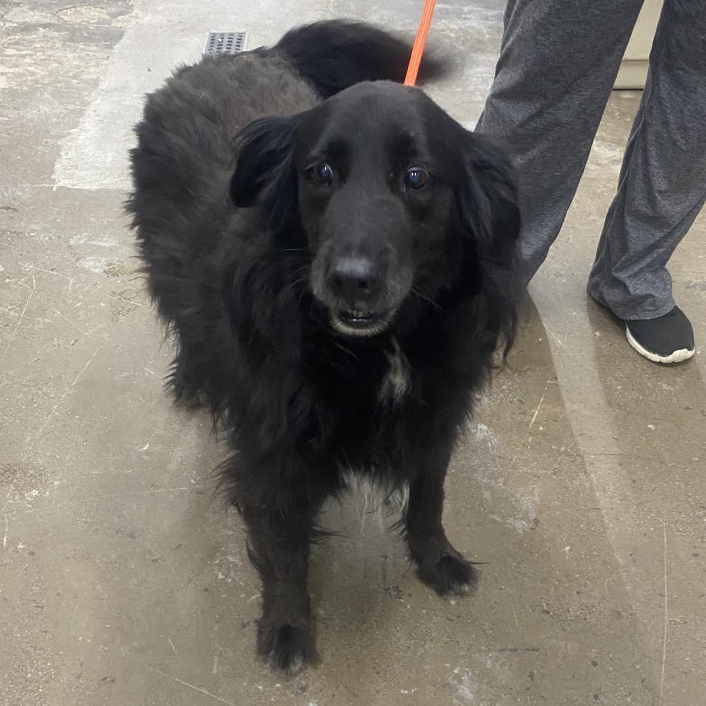 Enlarge Squeak, a Adoptable Mixed Breed in Corbin, KY image 6/6