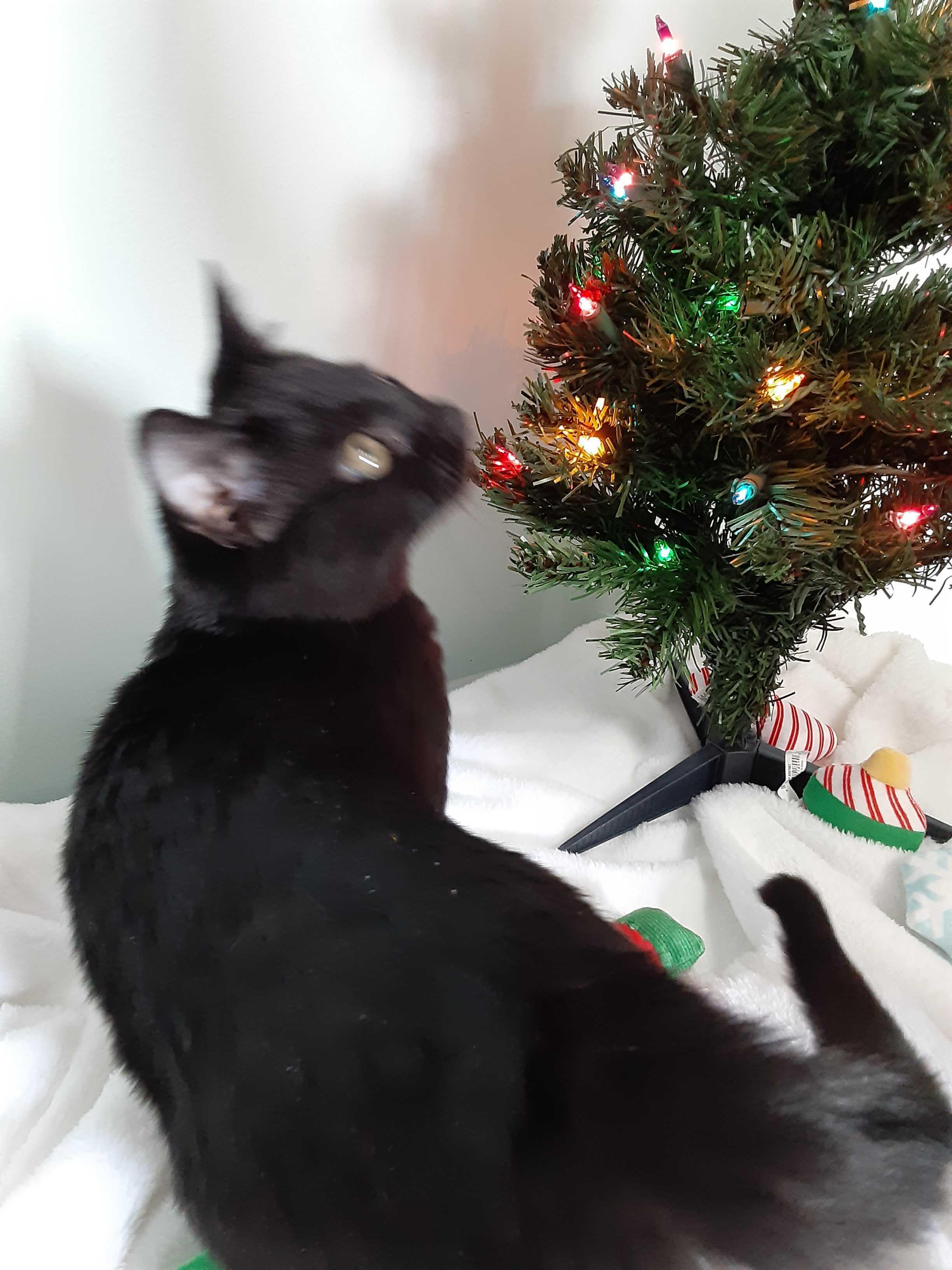 North Purr, adopted, Young Male Domestic Short Hair.