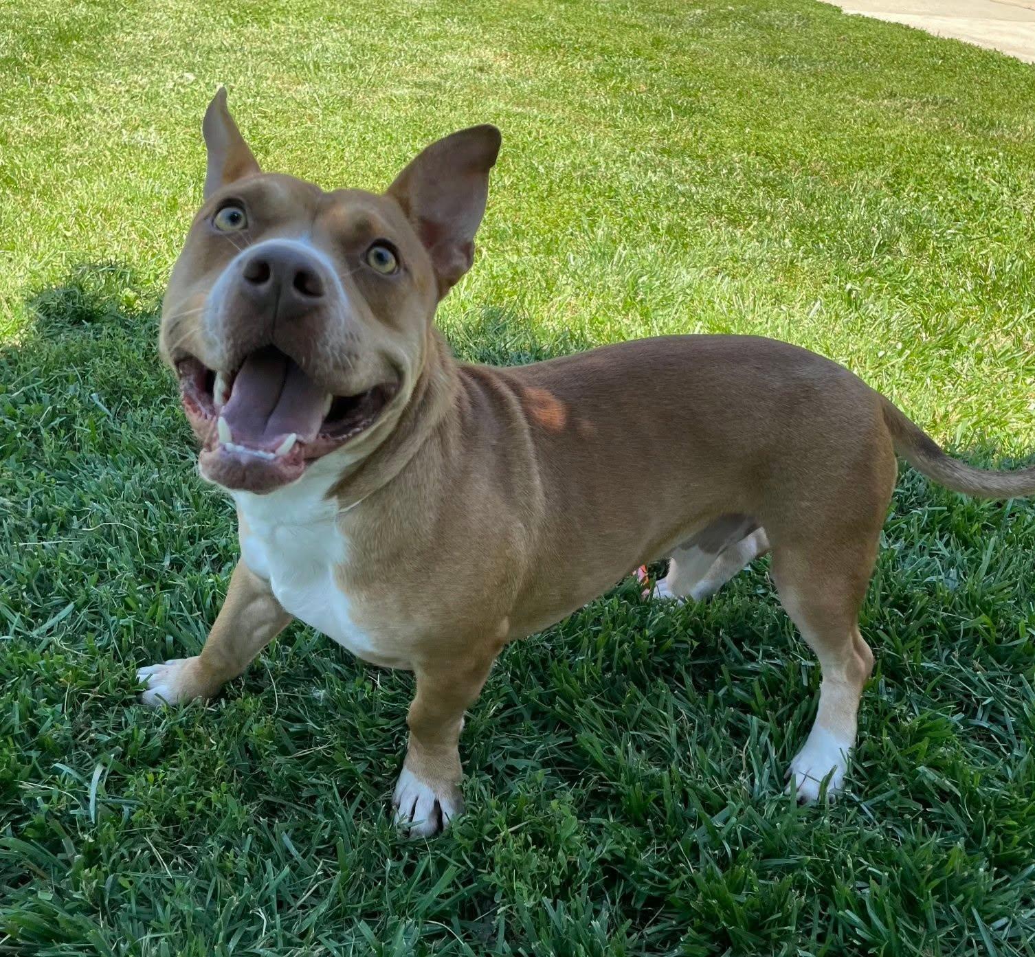 Scrappy Doo, Adoptable, Adult Male Pit Bull Terrier.