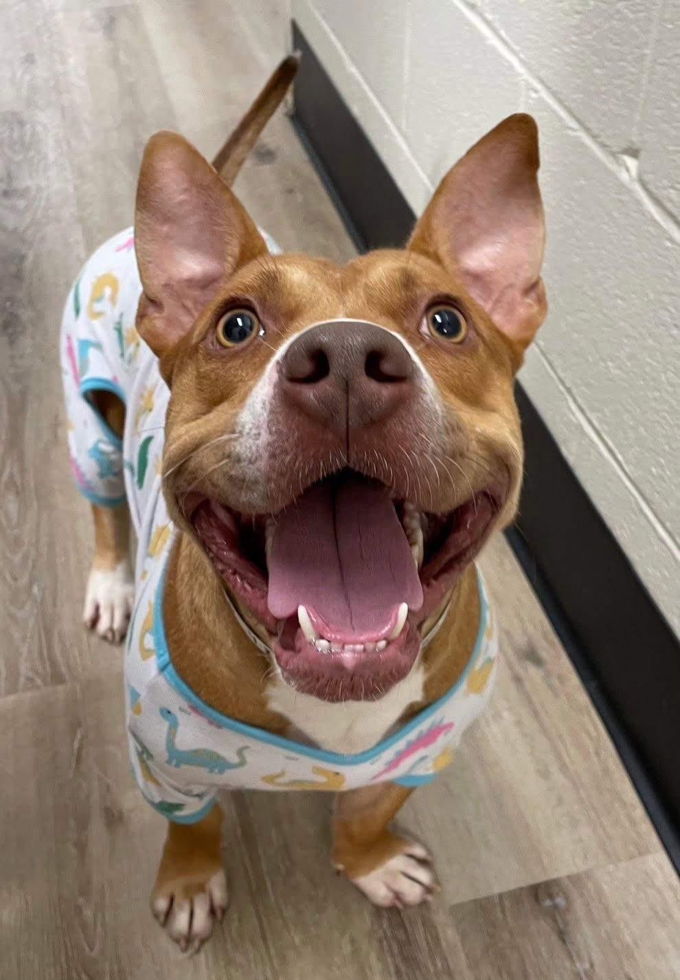 Enlarge Scrappy Doo, a Adoptable Pit Bull Terrier in Georgetown, KY image 2/3