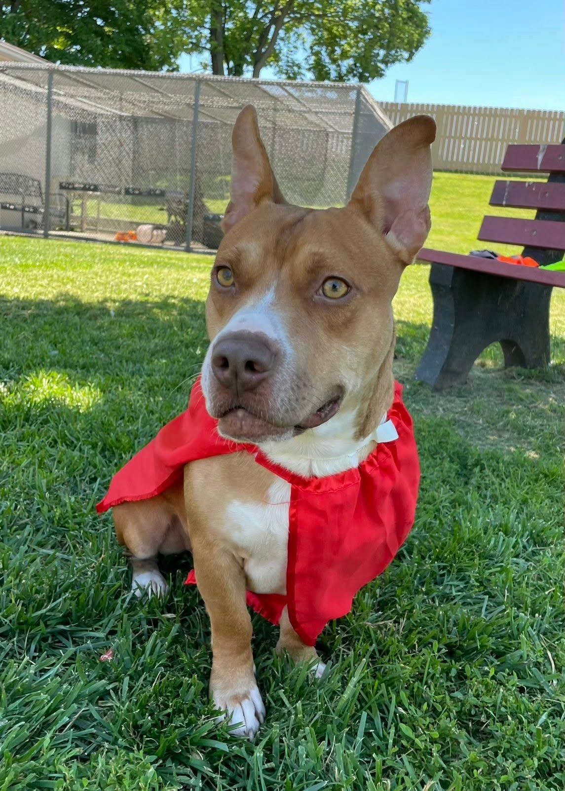 Enlarge Scrappy Doo, a Adoptable Pit Bull Terrier in Georgetown, KY image 3/3