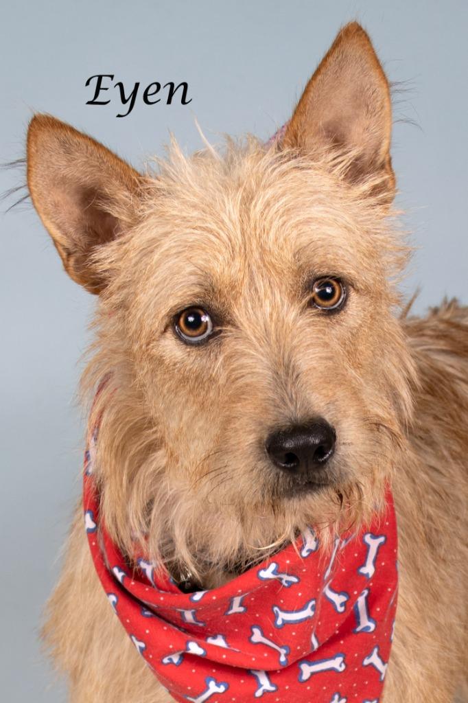 Eyen, Adoptable, Young Male Airedale Terrier & Shepherd.