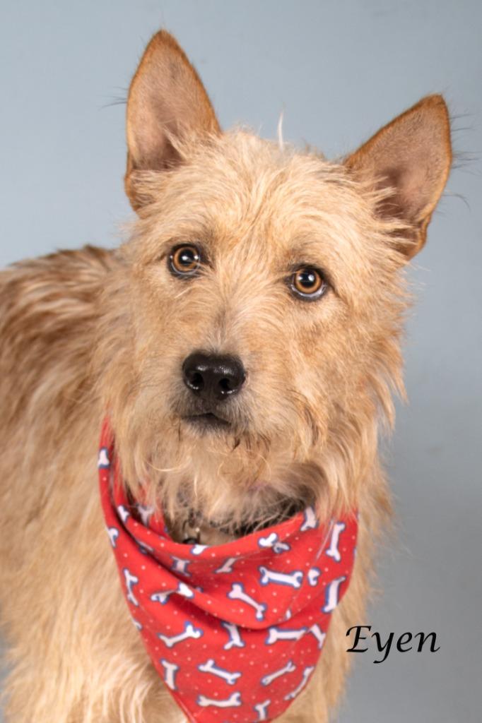 Enlarge Eyen, a Adoptable mixed breed in Gilbert, AZ image 2/5