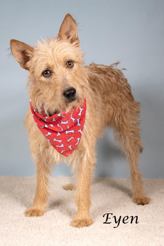 Enlarge Eyen, a Adoptable mixed breed in Gilbert, AZ image 3/5