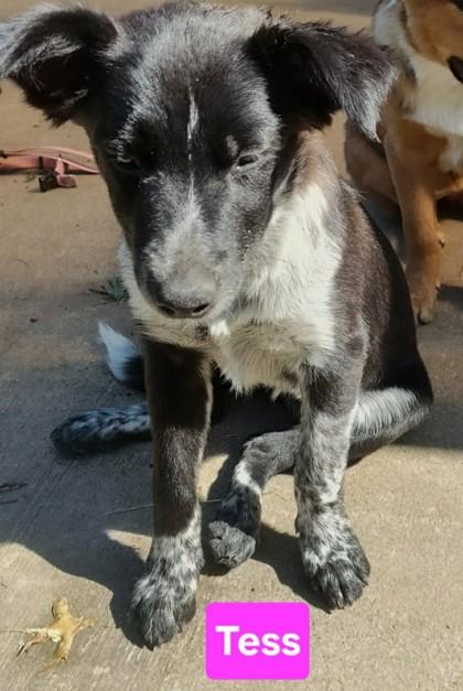 Enlarge Raven, a Adopted mixed breed in Clinton, MO image 1/1