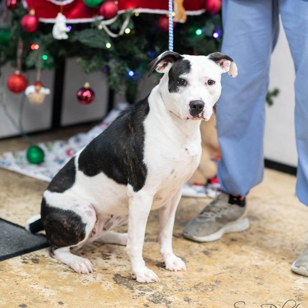 Enlarge IVY-30242, a Adoptable Pit Bull Terrier in Bartlett, TN image 1/2