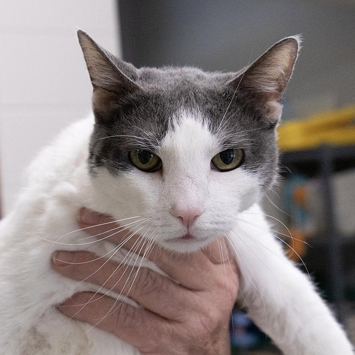 Marmalade, Adoptable, Adult Female Domestic Short Hair.