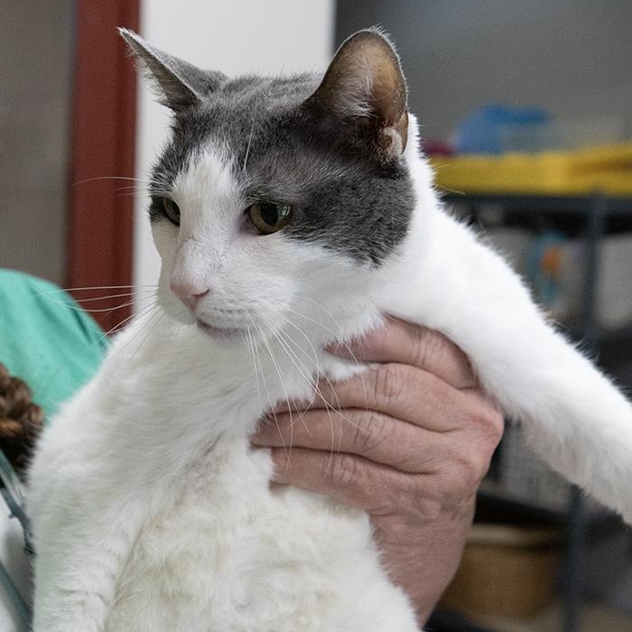 Marmalade, a Adoptable Domestic Short Hair image 2/2