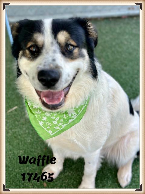 Enlarge WAFFLE, an adopted mixed breed in Marietta, GA image 6/6