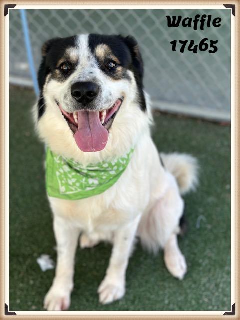 Enlarge WAFFLE, an adopted mixed breed in Marietta, GA image 1/6