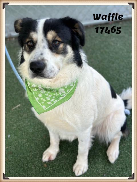 Enlarge WAFFLE, an adopted mixed breed in Marietta, GA image 5/6