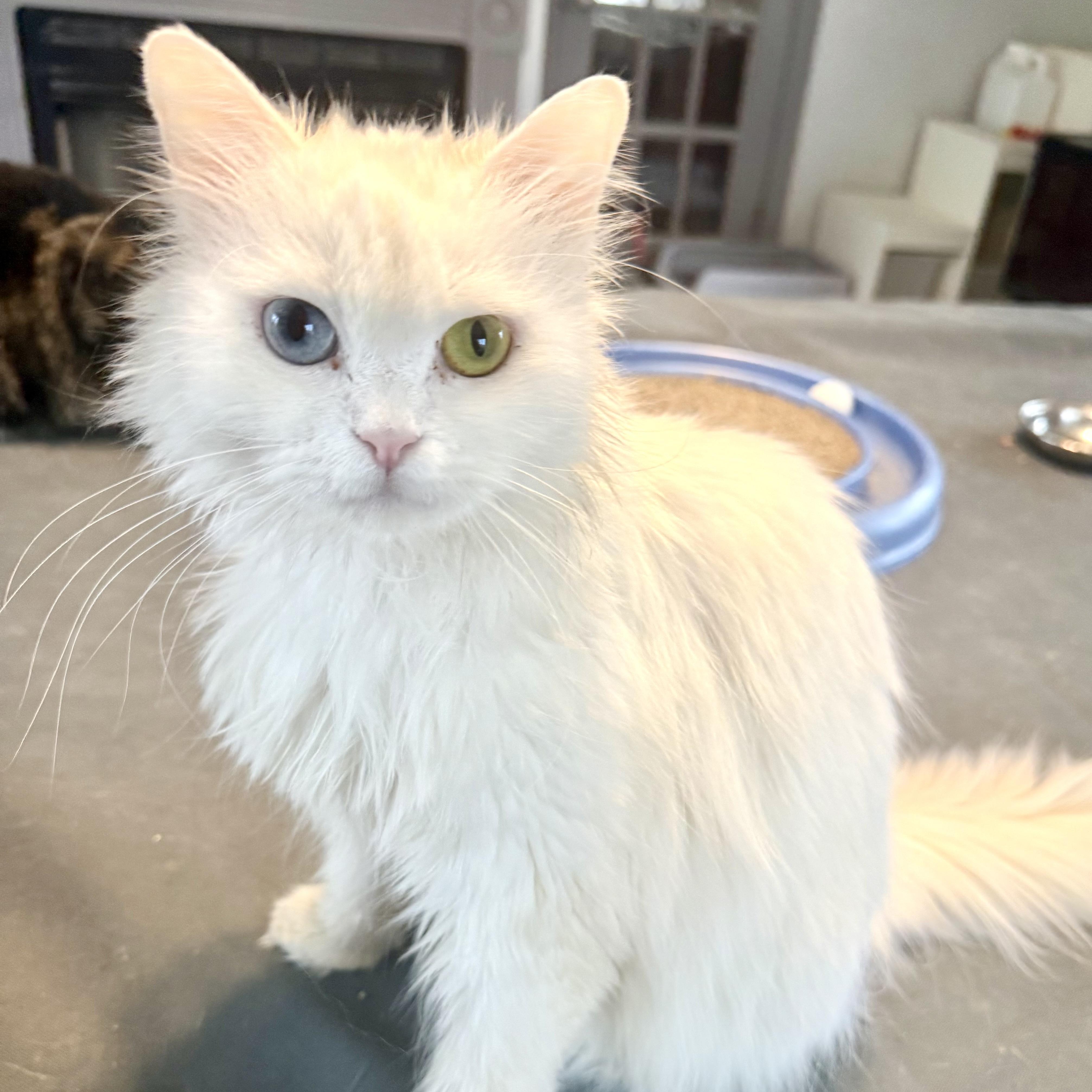 Enlarge Loving Persian Sofi - Bi-colored Eyes, a ADOPTABLE mixed breed in Woodbridge, VA image 4/5