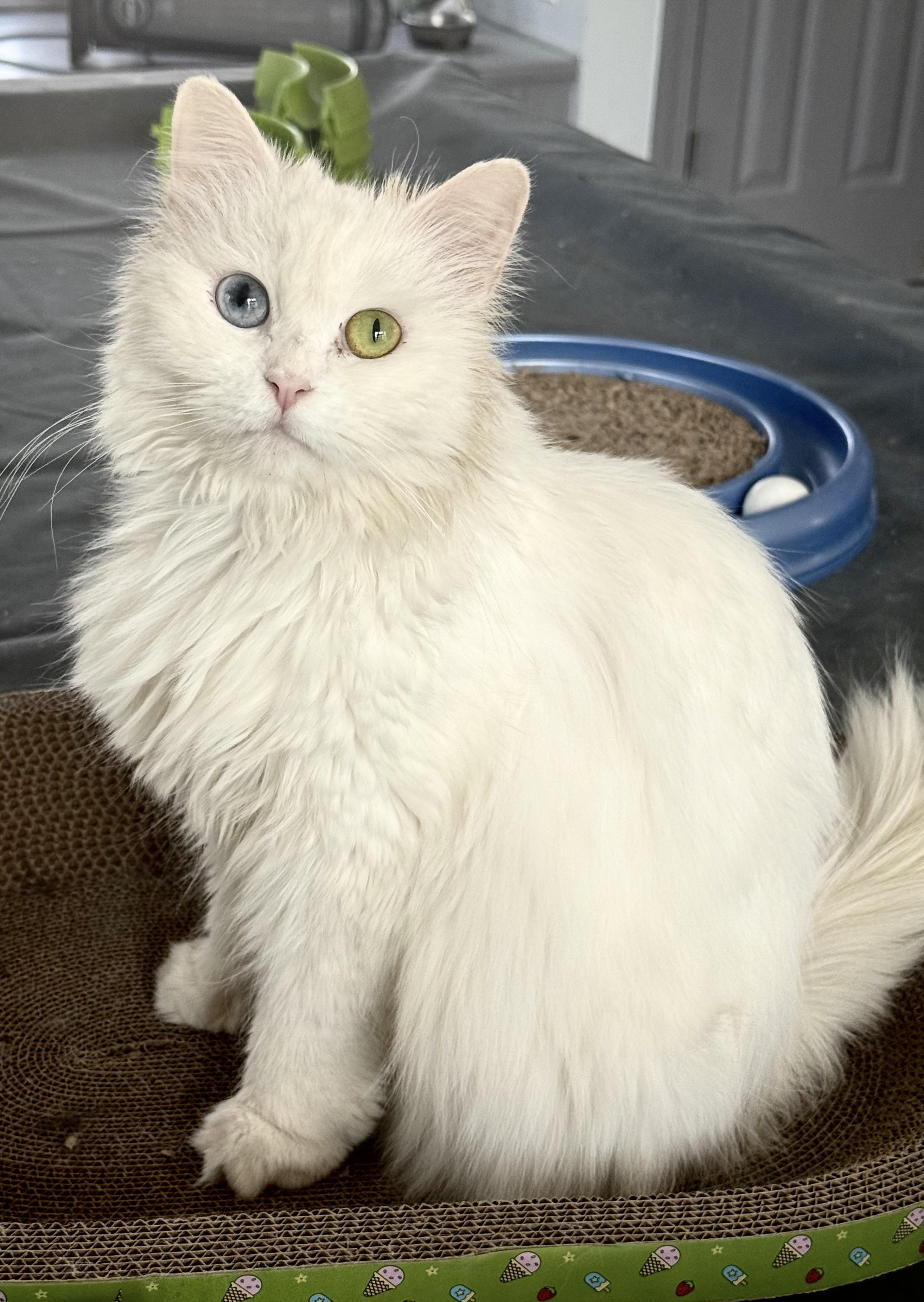 Enlarge Loving Persian Sofi - Bi-colored Eyes, a ADOPTABLE mixed breed in Woodbridge, VA image 1/5