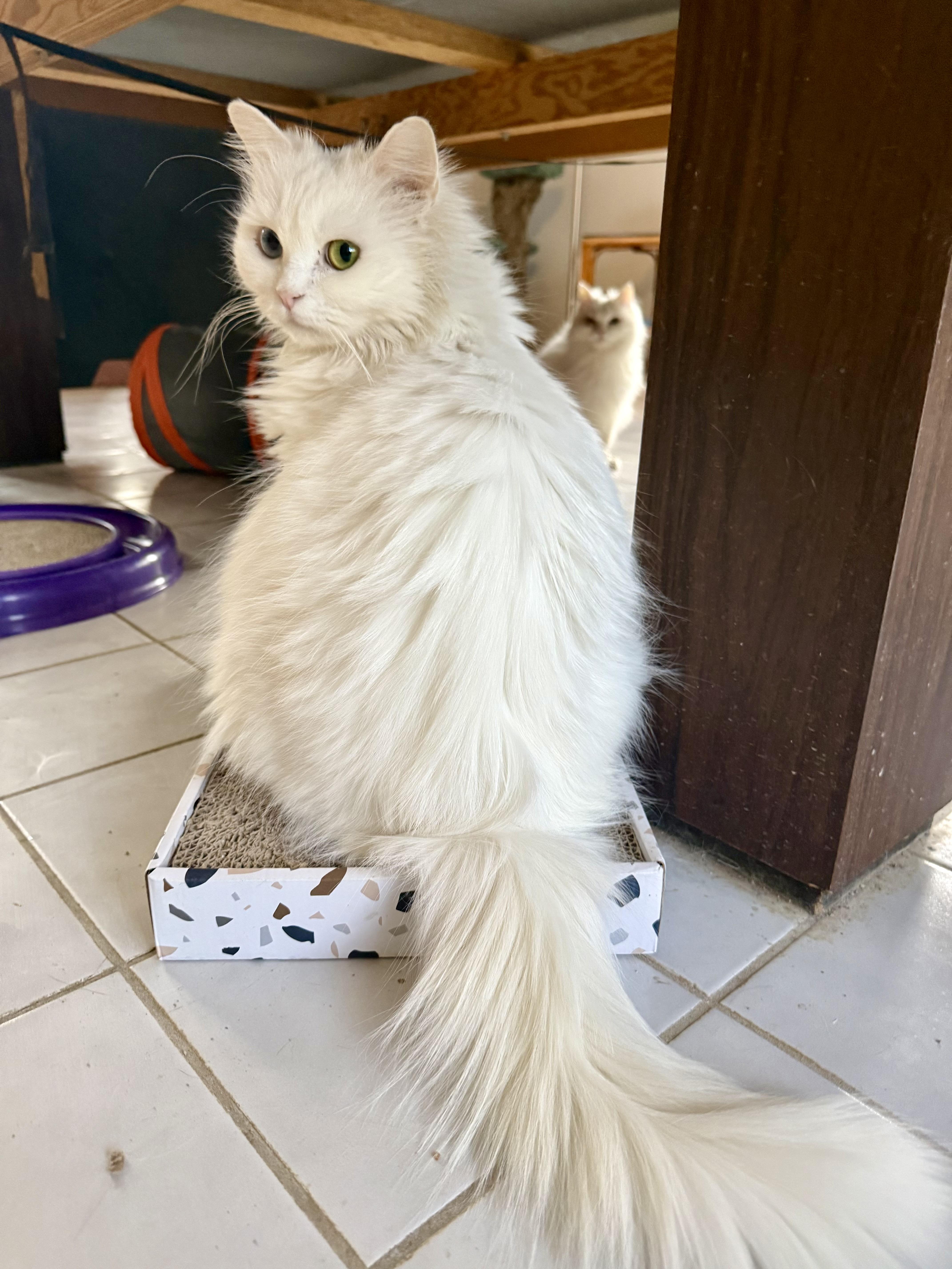 Enlarge Loving Persian Sofi - Bi-colored Eyes, a ADOPTABLE mixed breed in Woodbridge, VA image 2/5