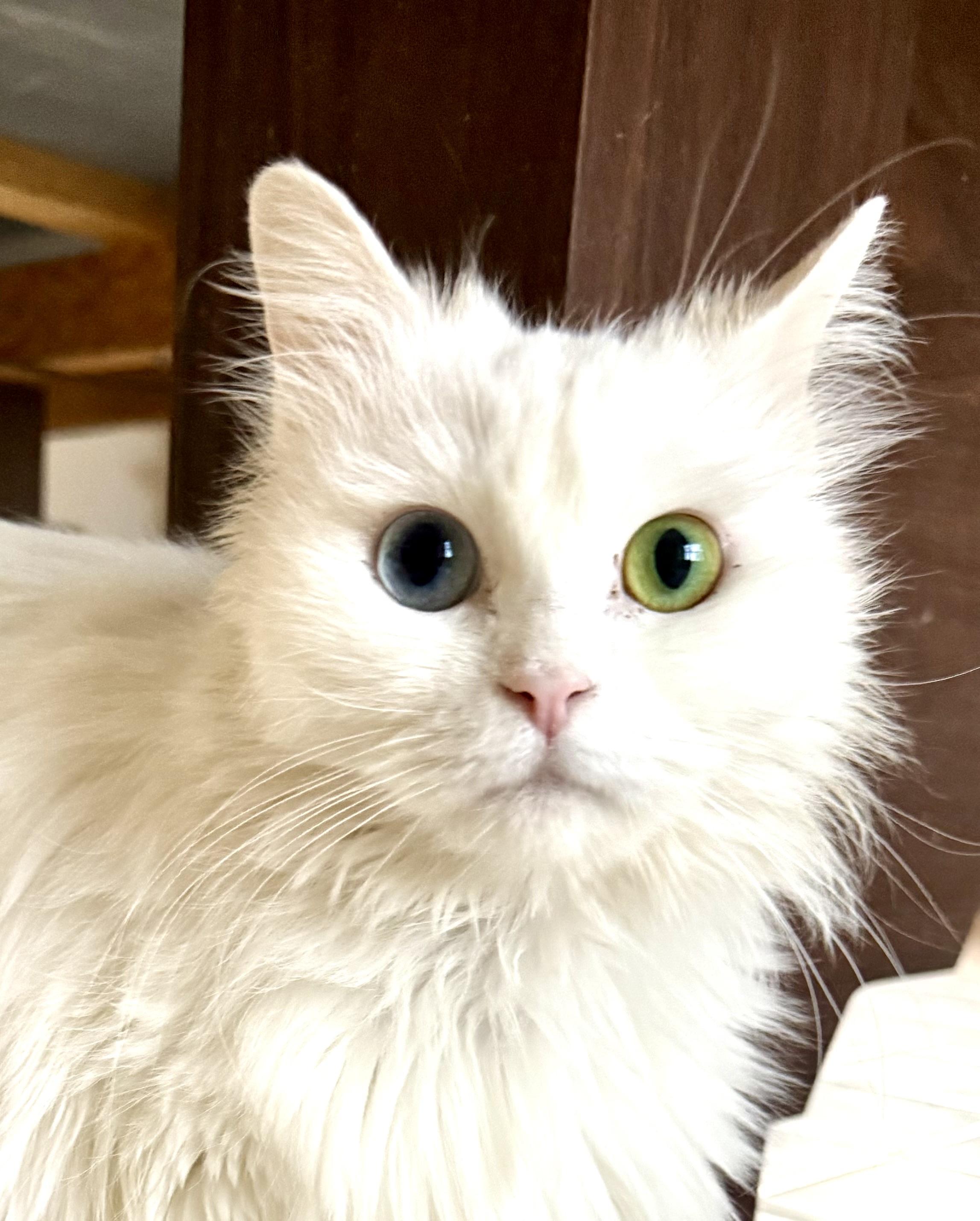 Enlarge Loving Persian Sofi - Bi-colored Eyes, a ADOPTABLE mixed breed in Woodbridge, VA image 3/5