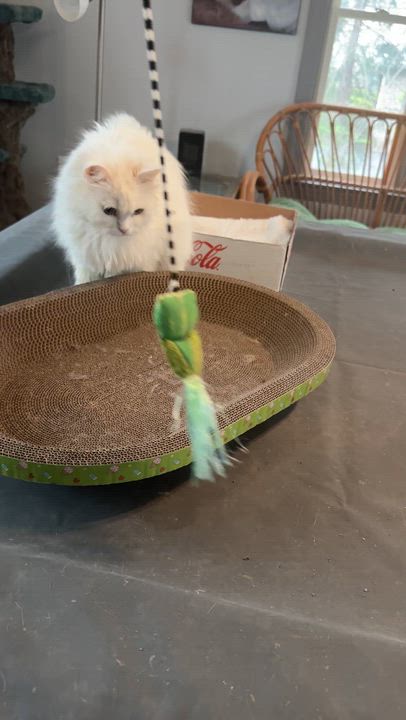 Enlarge Loving Persian Sofi - Bi-colored Eyes, a ADOPTABLE mixed breed in Woodbridge, VA video 5/5