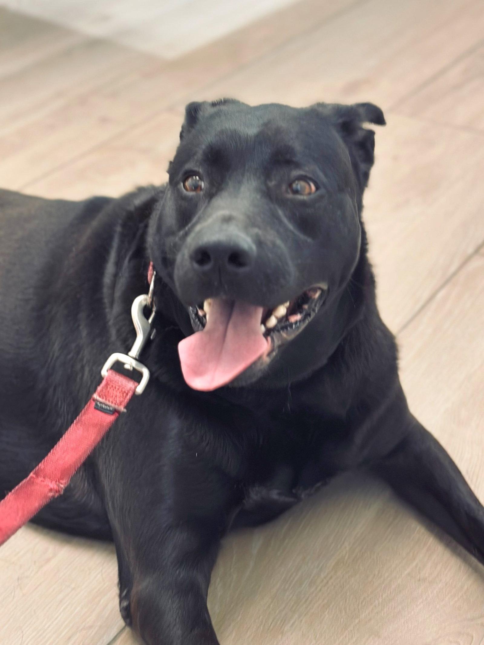 Coby, Adopted, Adult Male Labrador Retriever.