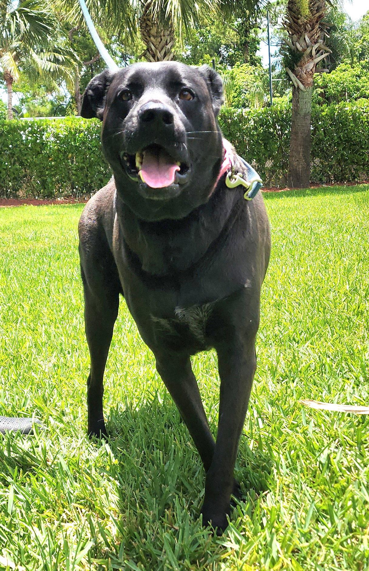 Enlarge Coby, a Adopted Labrador Retriever in Royal Palm Beach, FL image 2/3