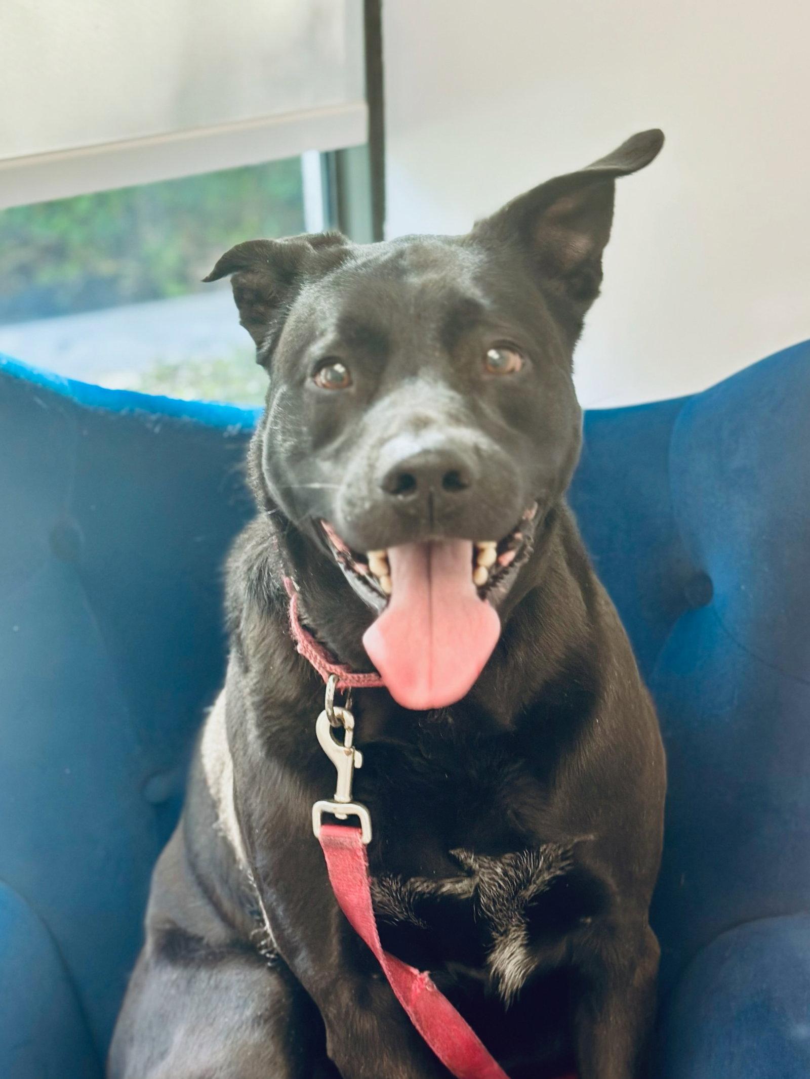Enlarge Coby, a Adopted Labrador Retriever in Royal Palm Beach, FL image 3/3