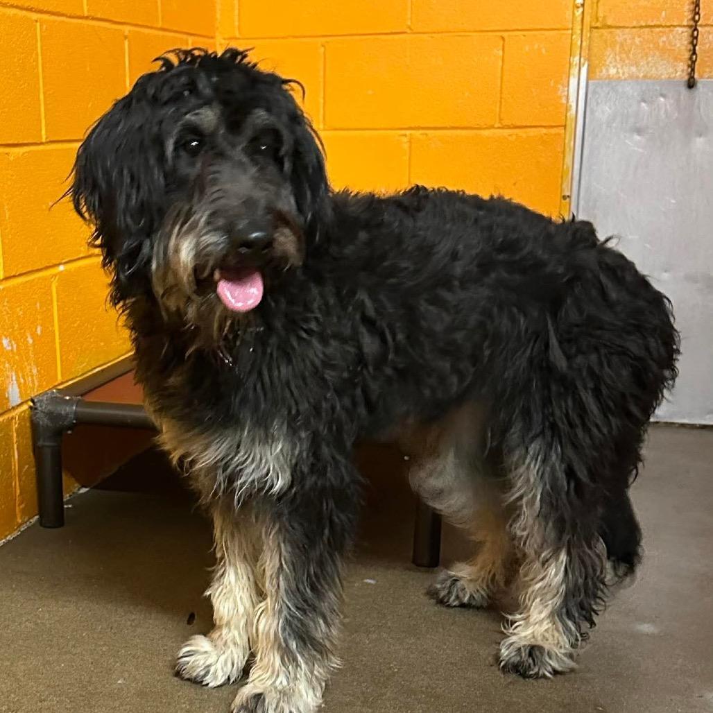 Enlarge Birdie, a Adoptable mixed breed in Salem, WV image 1/1