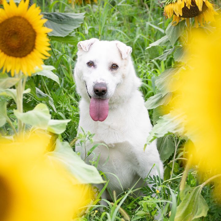 SASHA, a Adoptable mixed breed in Indiana, PA image 2/5