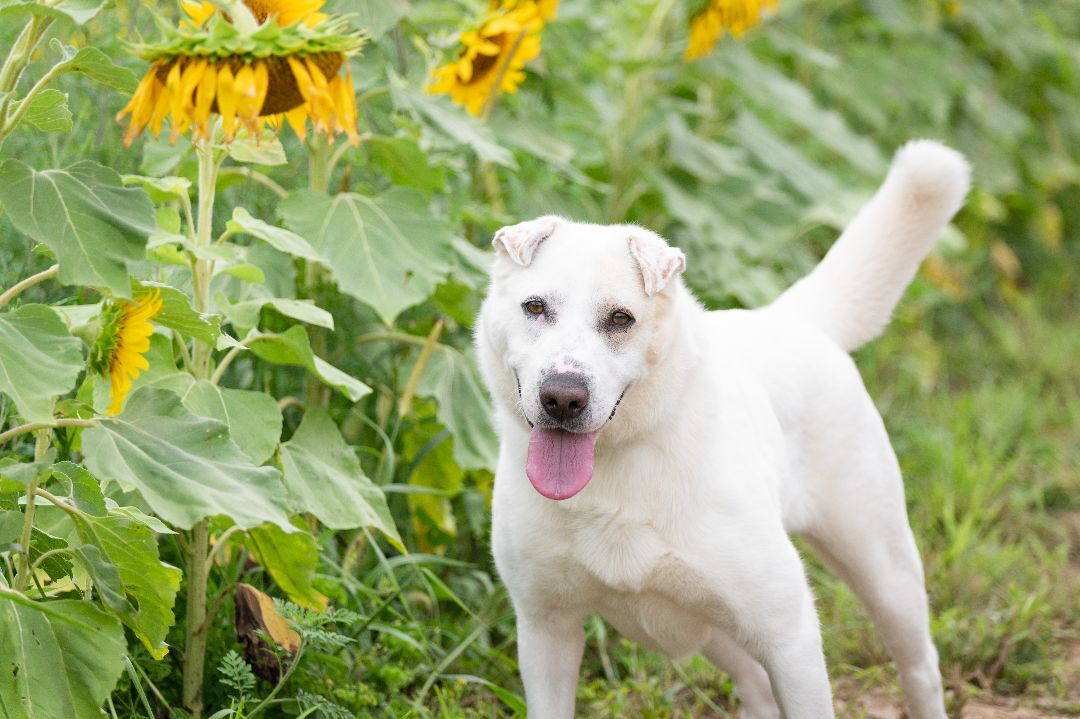 SASHA, a Adoptable mixed breed in Indiana, PA image 3/5