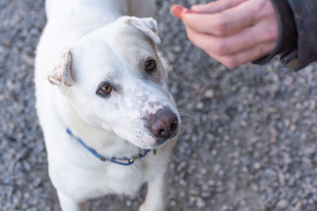SASHA, a Adoptable mixed breed in Indiana, PA image 4/5