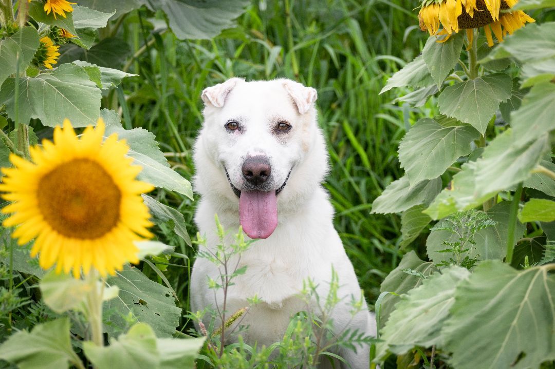 SASHA, a Adoptable mixed breed in Indiana, PA image 5/5