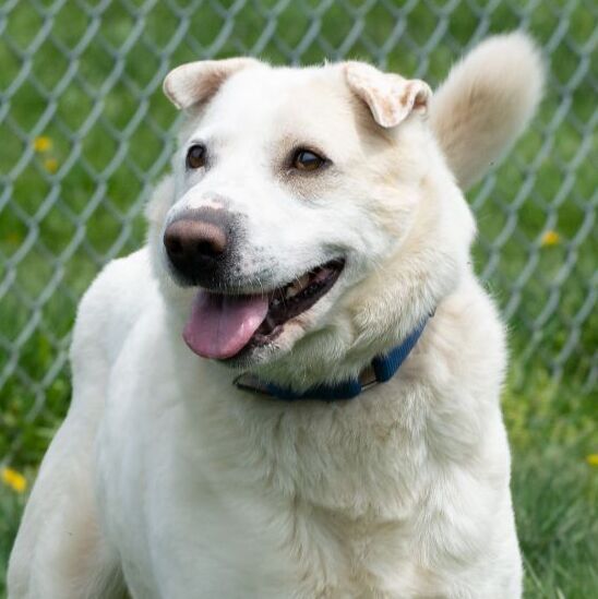SASHA, a Adoptable mixed breed in Indiana, PA image 1/5