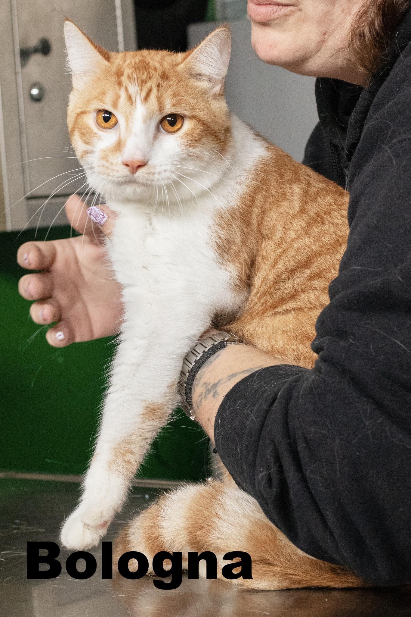 Enlarge Bologna, an adopted Domestic Short Hair in Macomb, IL image 1/1
