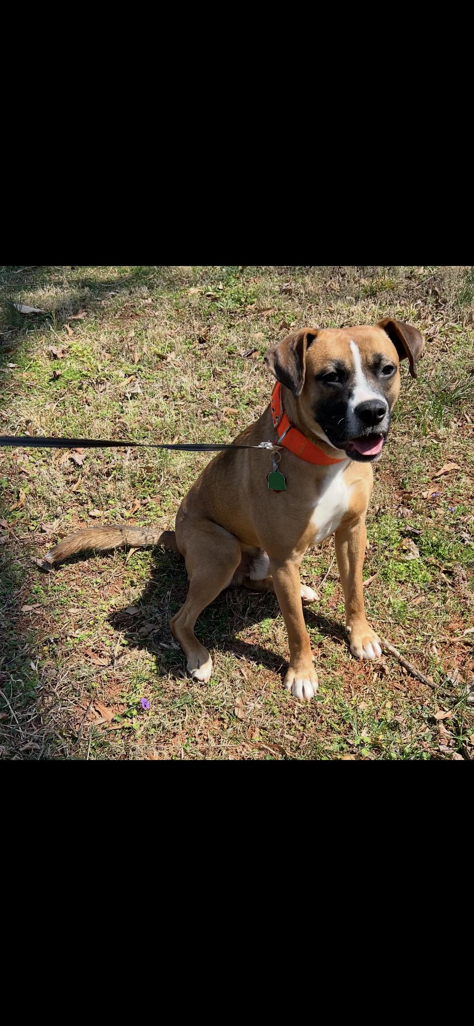 Rufus, ADOPTABLE, Young Male Boxer & Labrador Retriever.