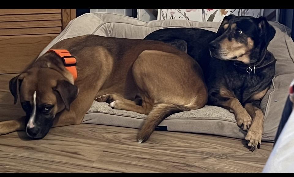 Enlarge Rufus, a ADOPTABLE mixed breed in Rutherfordton, NC image 5/5