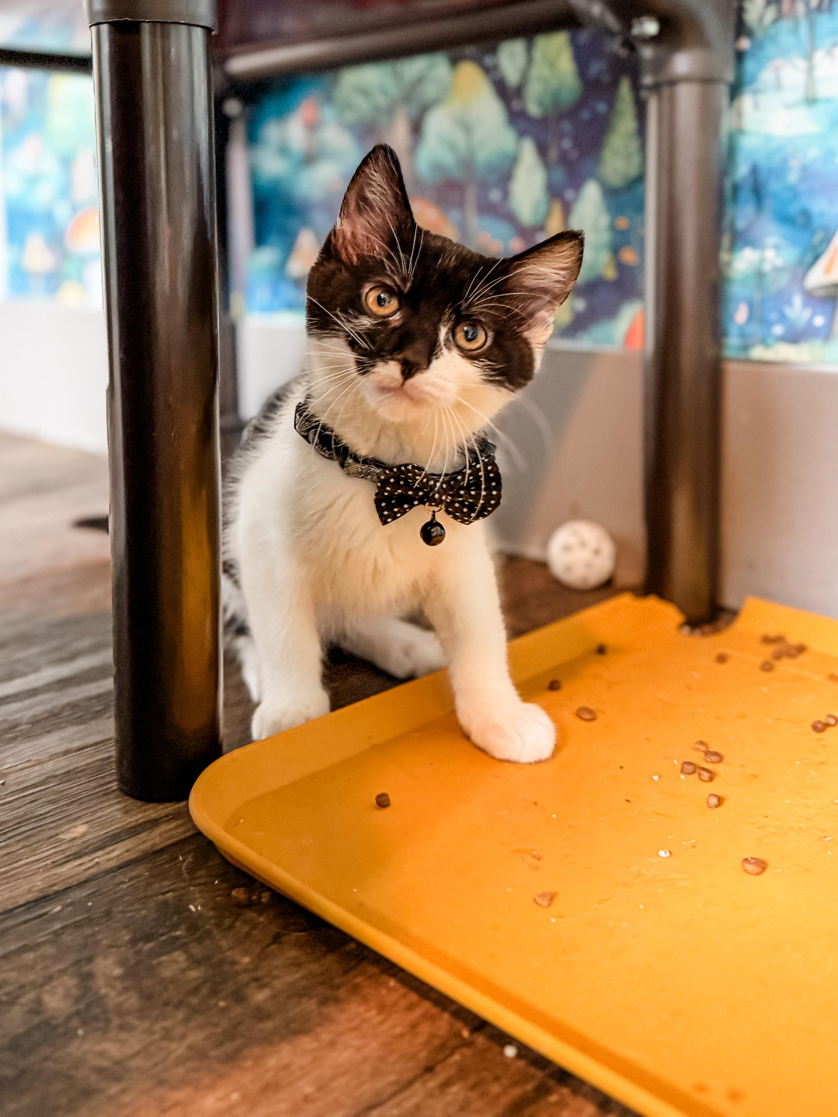 Vincent, Adoptable, Kitten Male Domestic Short Hair.