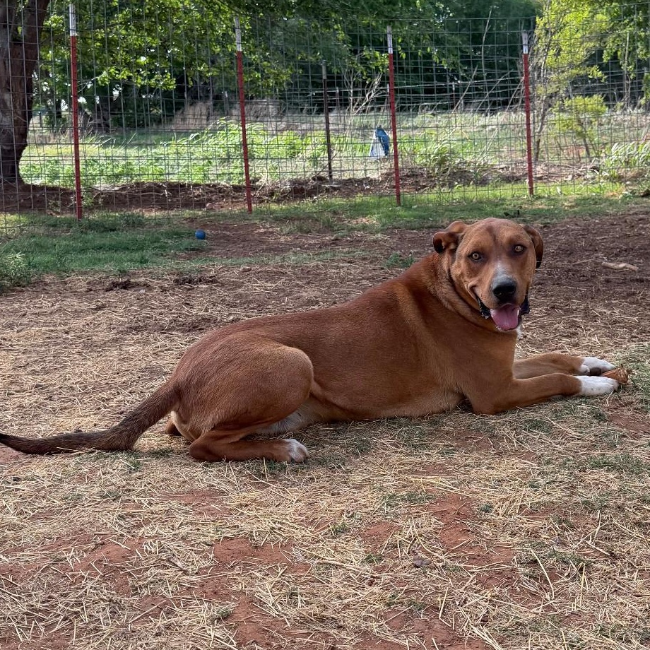 Zeus, a ADOPTABLE Mixed Breed in Enfield, CT image 1/2