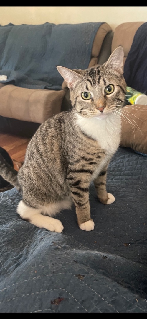 Susie , Adoptable, Young Female Tabby & Domestic Short Hair.