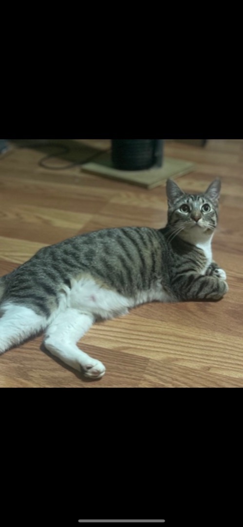 Susie , a Adoptable mixed breed in Bell Gardens, CA image 2/4