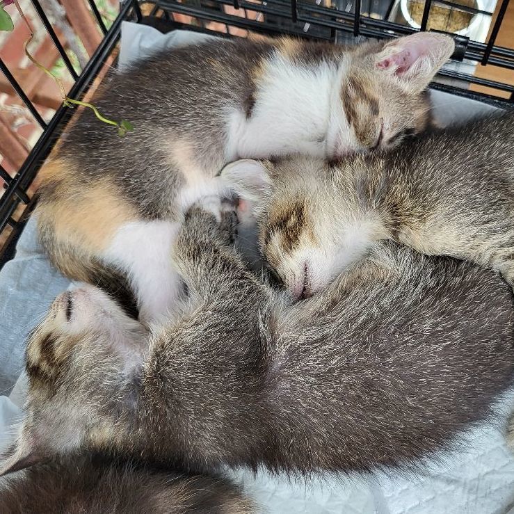 Tiger Kitty Grrr!!!, Adoptable, Kitten Female American Shorthair.