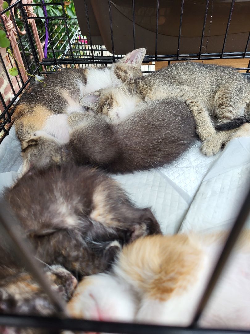 Tiger Kitty Grrr!!!, Adoptable, Kitten Female American Shorthair.
