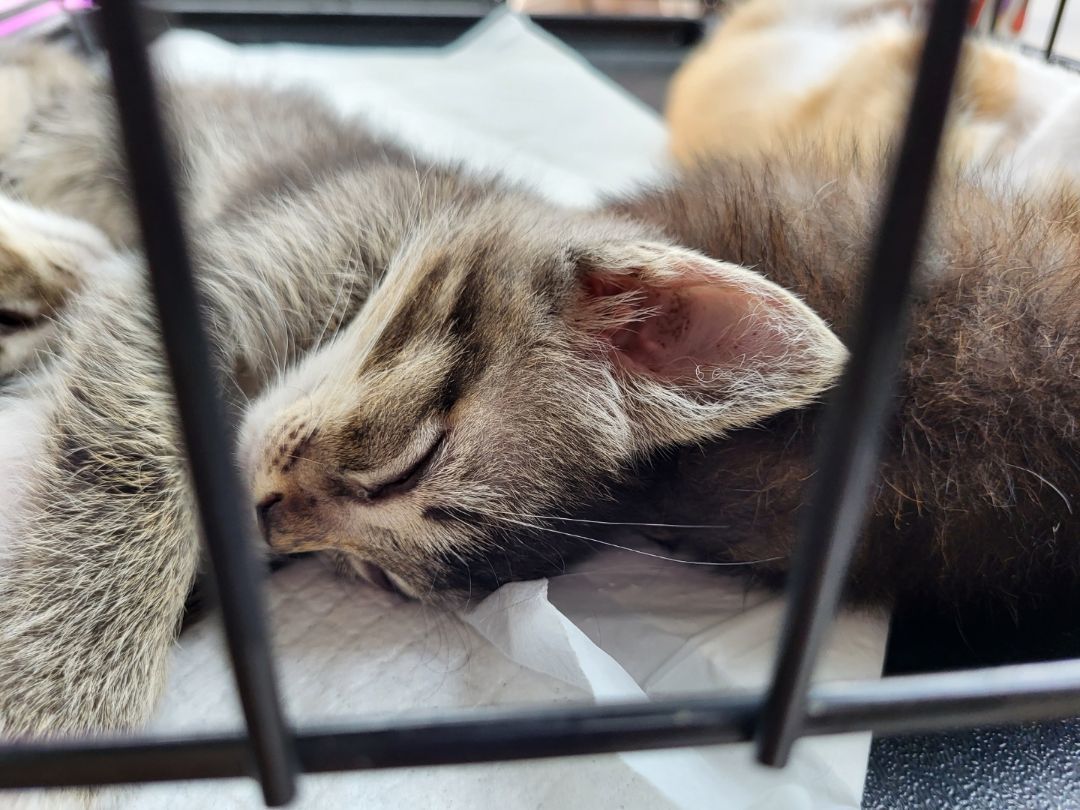 Tiger Kitty Grrr!!!, a Adoptable American Shorthair in Manhattan Beach, CA image 3/4