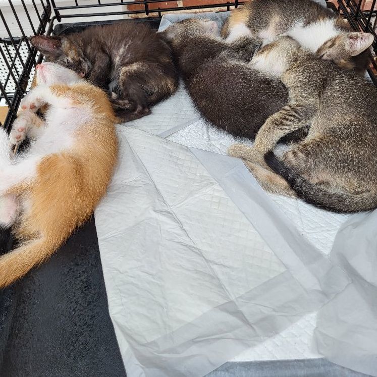 Tiger Kitty Grrr!!!, a Adoptable American Shorthair in Manhattan Beach, CA image 4/4